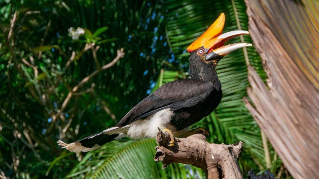 Bali Bird Park