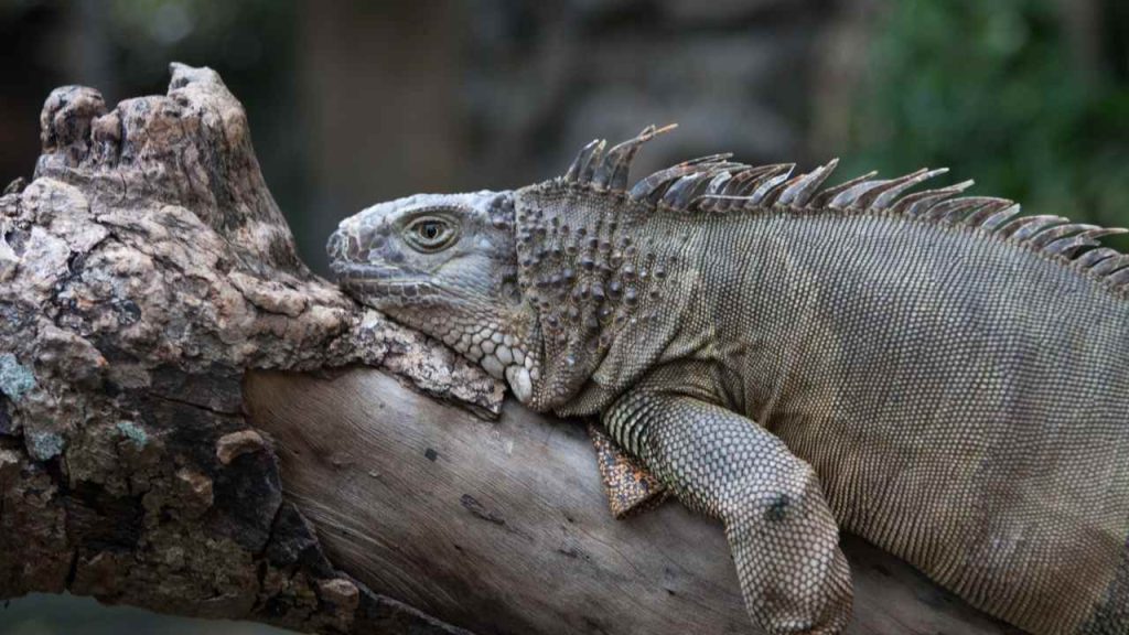 Reptile Park