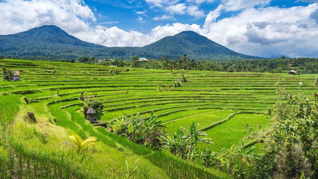 Jatiluwih-huge-rice-terrace